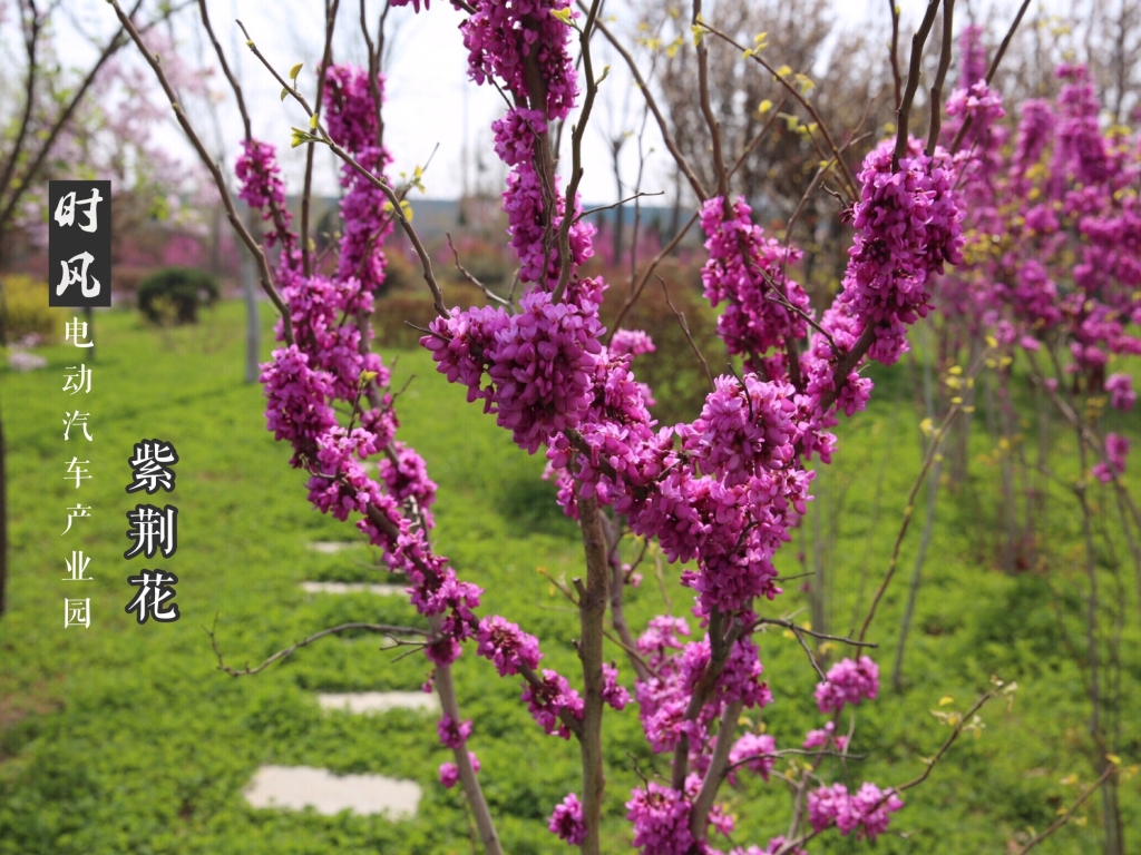 南宫NG28电动工业园紫；；；；